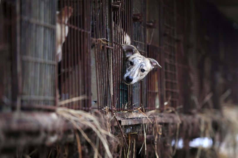 სამხრეთ კორეა ძაღლის ხორცის მოხმარების აკრძალვისთვის სამუშაო ჯგუფს შექმნის
