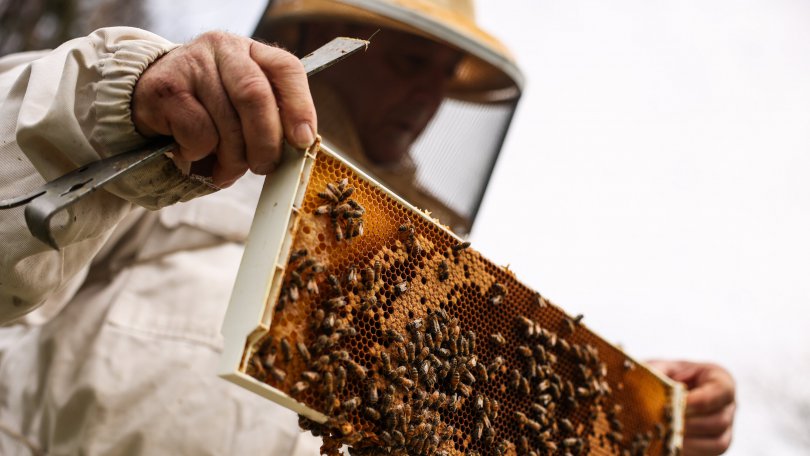 აშშ-ში ფუტკრების პირველი ვაქცინა დაამტკიცეს