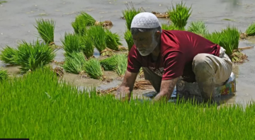 ინდოეთმა ბრინჯის ექსპორტი აკრძალა