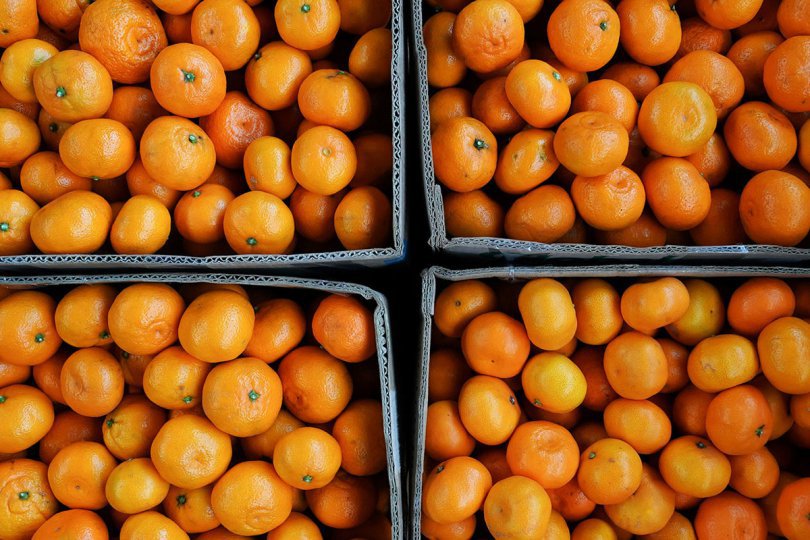 გასულ წელს ქართული ციტრუსის თითქმის 60% რუსეთში გაიყიდა